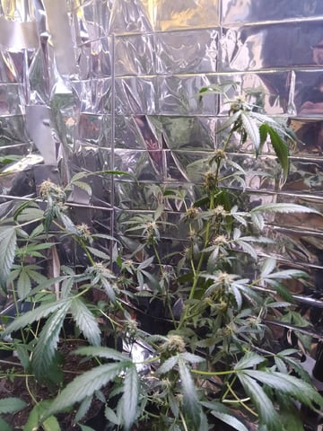Queen Royal Autoflower  — flower, day 110