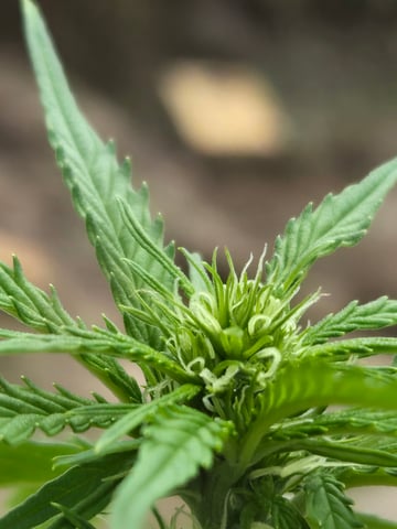 cherry pie  — flower, day 56