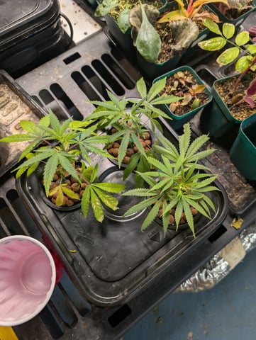 Black African Magic — flower, day 75