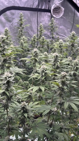 White Runtz Clonez (Flowering) — flower, day 34