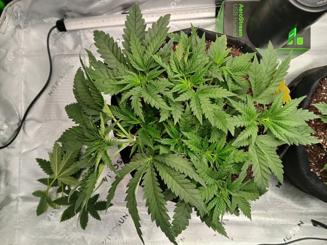 fruity pebbles, cap junky — vegetative, day 41
