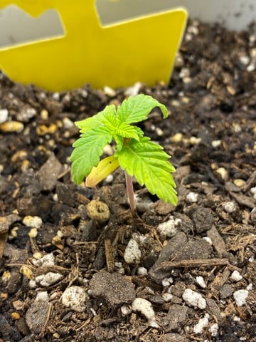 Gorilla Melon — seedling_rooting, day 22