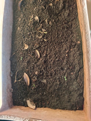 area 51 — seedling_rooting, day 7