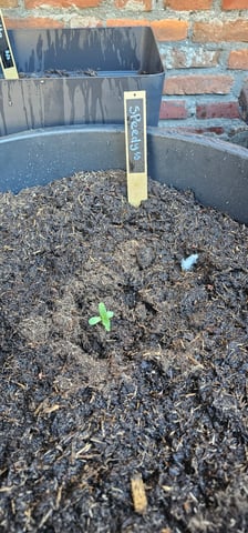 Purple Haze Autoflower — grow_setup, day 16