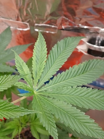 triangle kush  — vegetative, day 13