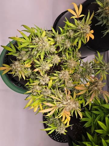 2nd Grow 3x5 tent — flower, day 81