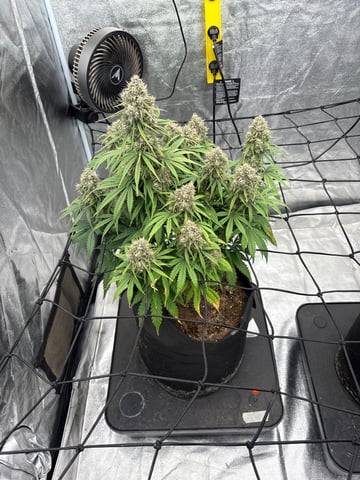Grow Shed Grow #1 — flower, day 81