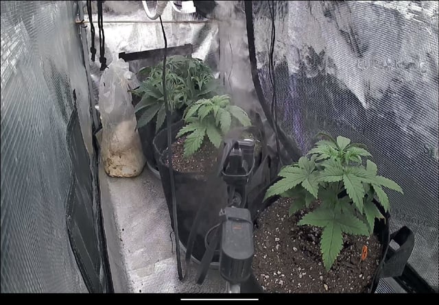 Moving On — vegetative, day 3