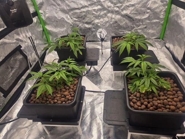 Funk Mountain 2 — vegetative, day 12