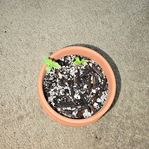 First Grow — vegetative, day 1