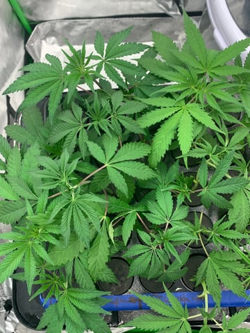 Six  — vegetative, day 47