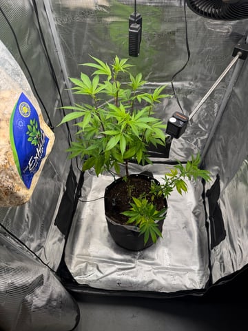  Apple fritter  Clones round two — vegetative, day 125