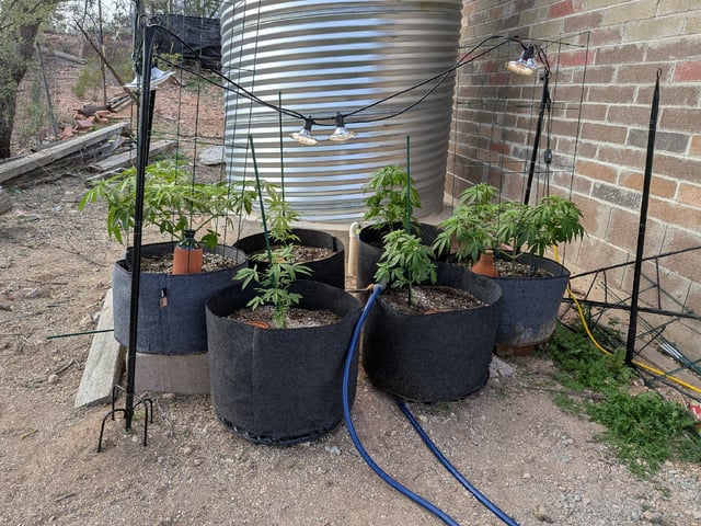 October Start — flower, day 73