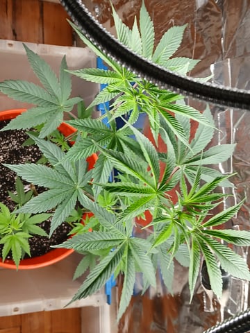 triangle kush  — vegetative, day 6