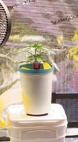 TentPlantLightFan — vegetative, day 29