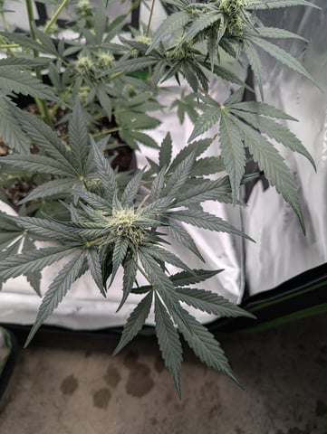 First Grow — flower, day 51