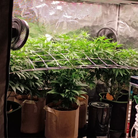 TentPlantLightFan — flower, day 91