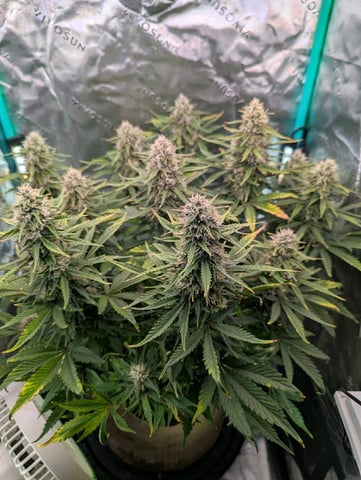 Piggy Stardust — flower, day 71