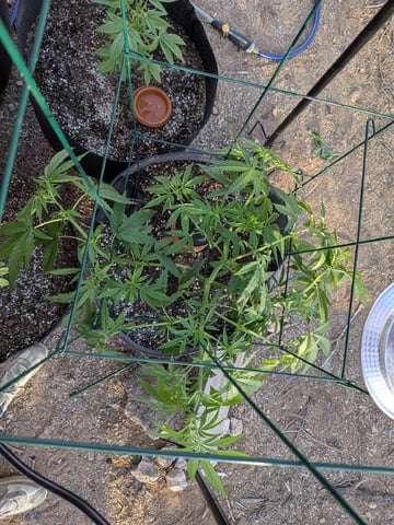 October Start — flower, day 71