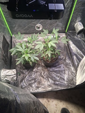 S&D  First Grow — vegetative, day 12
