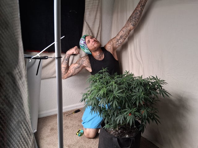 Seedman mix auto & seedman mix auto & GodFather OG — auto, day 64