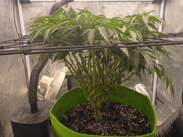 FastBuds Photo-Lemon Mandarin  — vegetative, day 76