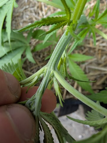 outdoor — seedling_rooting, day 46