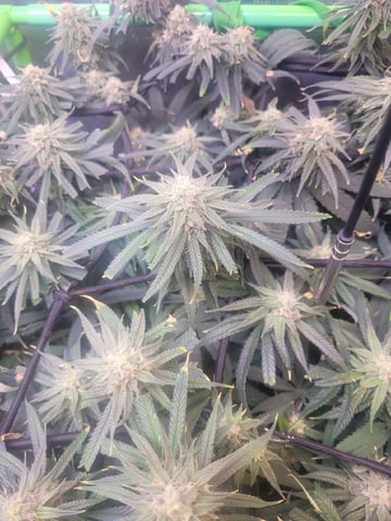 6th Grow