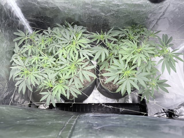 New LADIEZZ — flower, day 68