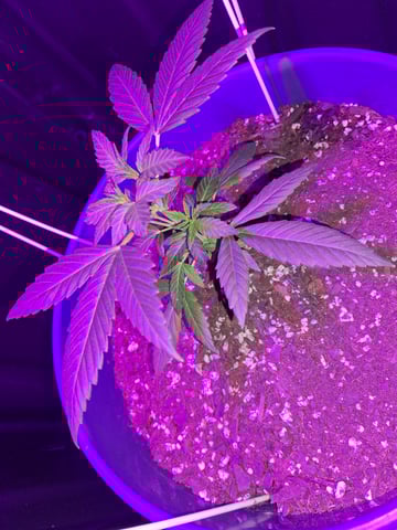 5 Random Seeds in a pot I found in my grinder. — vegetative, day 21
