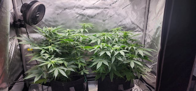 FastBuds Trainwreck Auto — flower, day 47