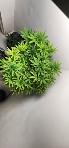 1st grow Dr. Nefario — vegetative, day 66