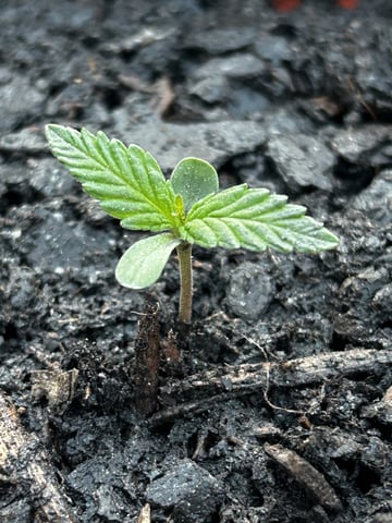 2026 Outdoor — germination, day 1
