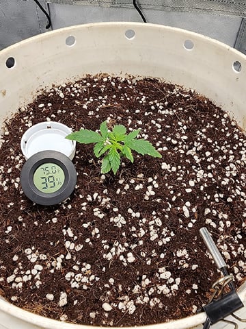 Dos Si Dos. Indica — seedling_rooting, day 7