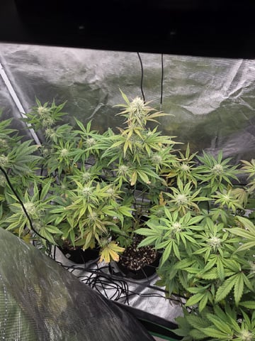 Autoflower NIGHT OWL — flower, day 7