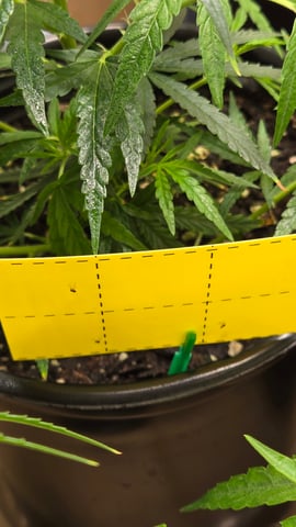 Blue Dream Clones — vegetative, day 12