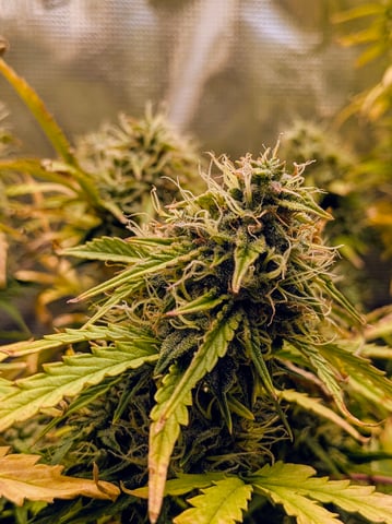 first grow — flower, day 62