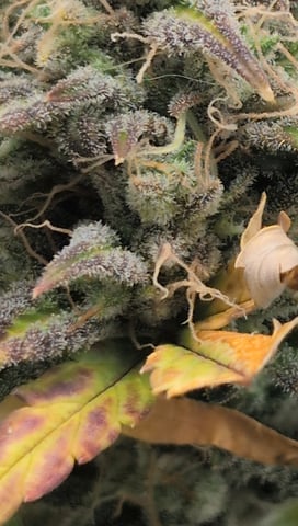 Steve's grow — flower, day 68