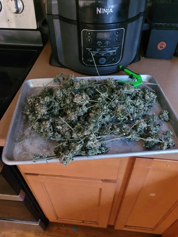 6th Grow — flower, day 90