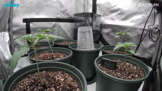 Homegrown - 🍒 🥧 & GSC Auto, 🚀 Seeds 🍌 Buttercups  — vegetative, day 17