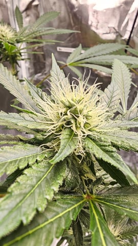 Princess Piper — flower, day 2