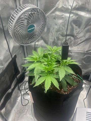 sticking to basics second grow — vegetative, day 18