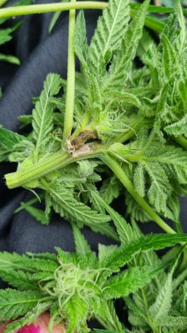 1st grow (green house)(natural) — flower, day 99