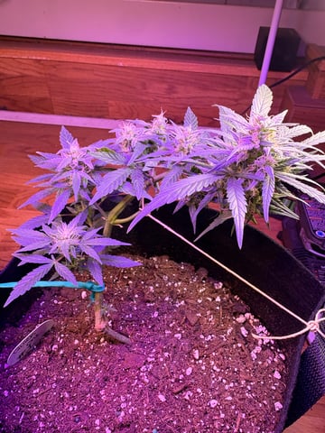 Northern Lights & Quick One  — flower, day 26