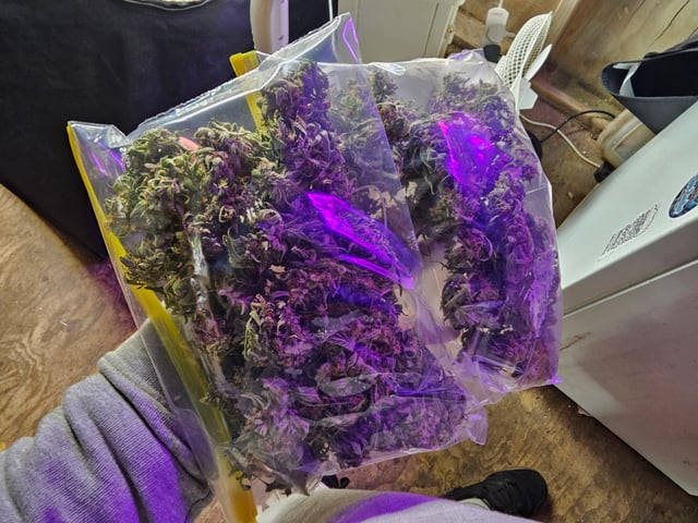 Cheshablue  — done, day 50