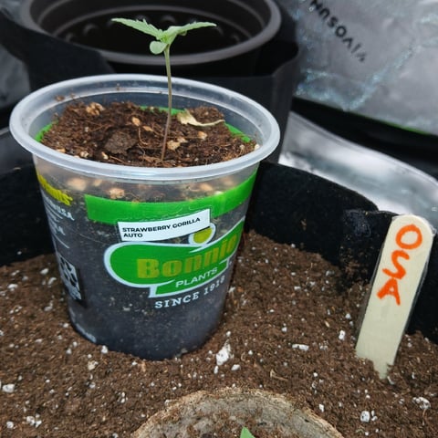 run #3 — vegetative, day 123