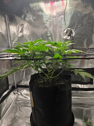 Northern lights #10 (Alaska) — flower, day 38