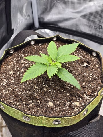 mc nuggets r1 — vegetative, day 12