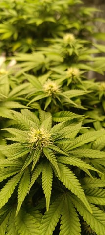 First Time Growing  — flower, day 58