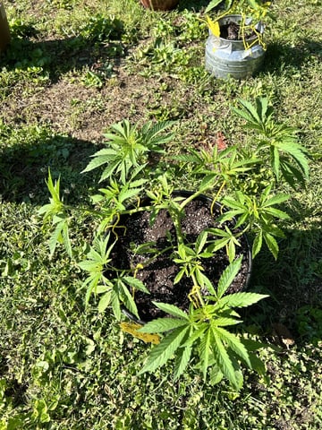 2026 Outdoor — vegetative, day 49